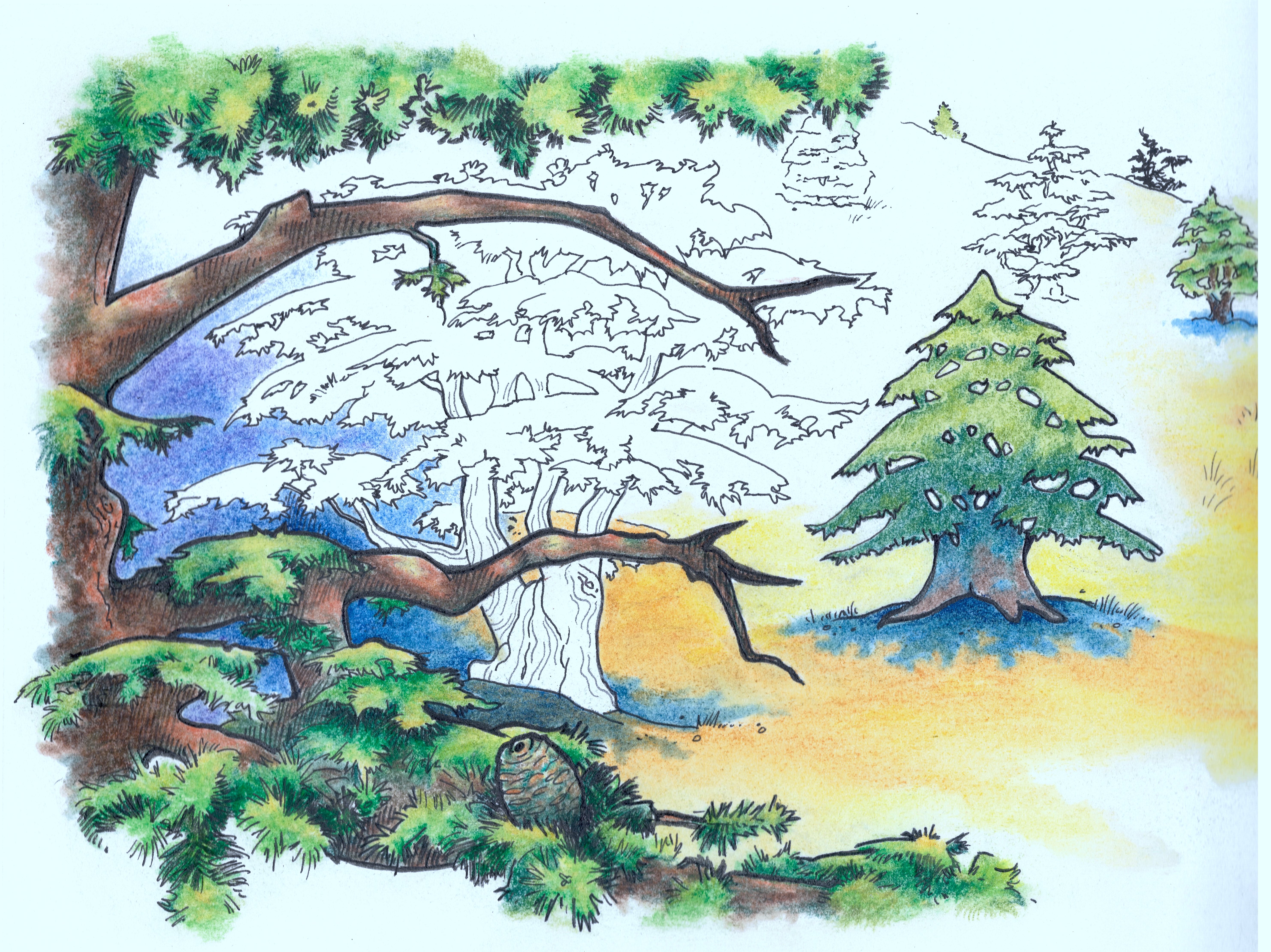 A cedar forest dwindles — ancient trees fading among vibrant younger growth, pastel and ink illustration for Improbable