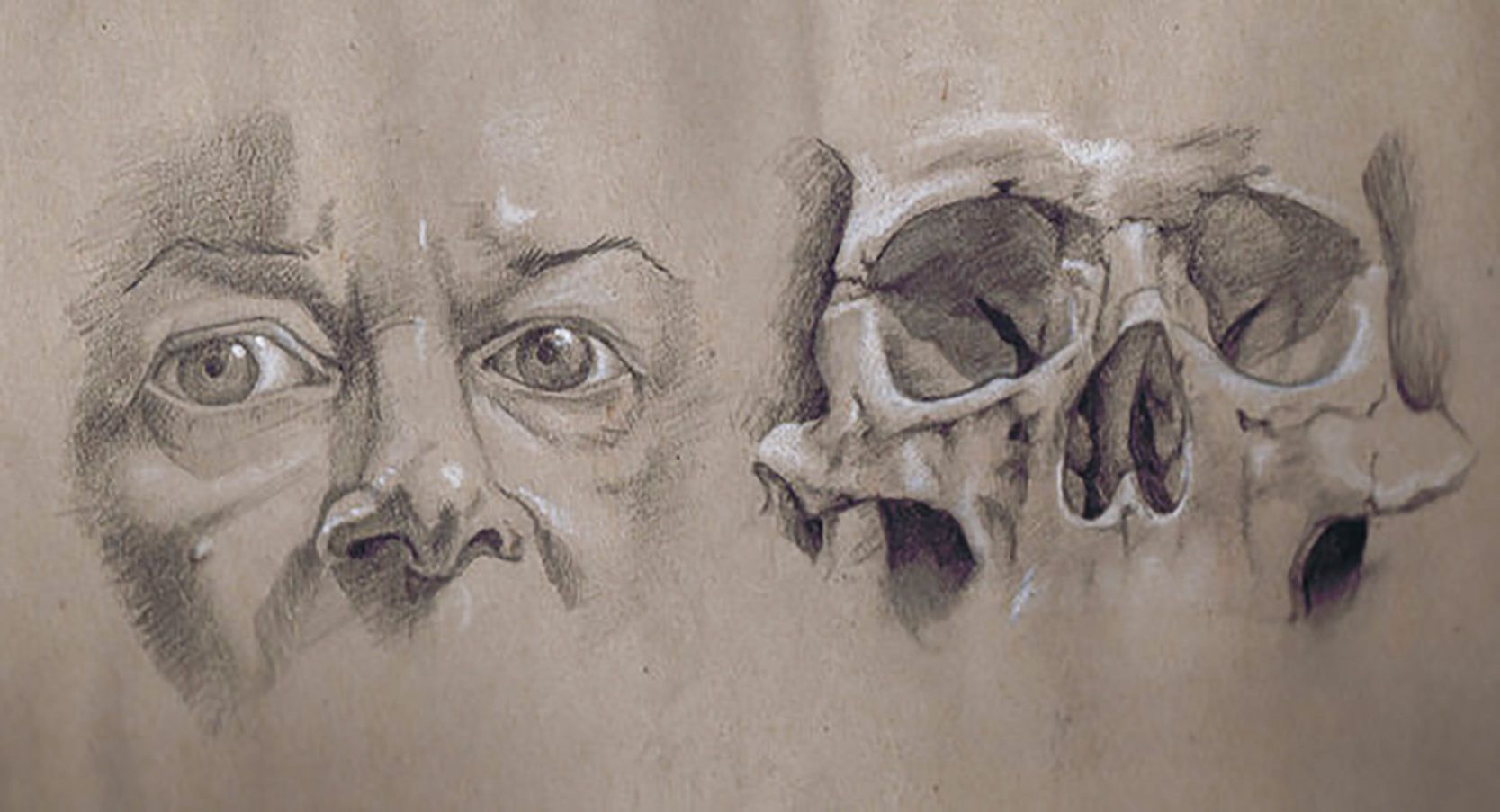 Multiple facial structure studies showing bone and muscle anatomy